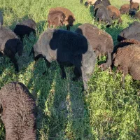 قوچ قره قزل|حیوانات مزرعه|رزن, |دیوار