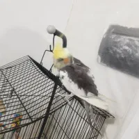 عروس هلندی|پرنده|ارومیه, |دیوار