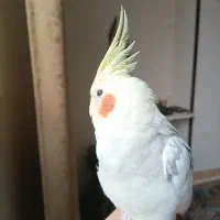 عروس هلندی سخنگو