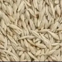 فروش جو محلی