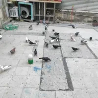 کفتر و گنجه فروشی