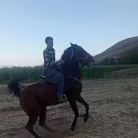 مادیون گم شده|اسب و تجهیزات اسبسواری|فارسان, |دیوار