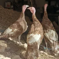 ۳ عدد بربون جوان|حیوانات مزرعه|لنجان, |دیوار