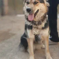 فروش فوری|سگ|سبزوار, عارف|دیوار