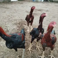 خروس و مرغ لاری ۸ ماهه