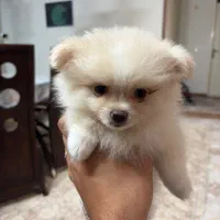 پامرنین خرسی ۷۰ روزه|سگ|کرج, باغستان|دیوار