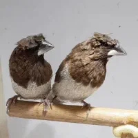 جفت بنگالی