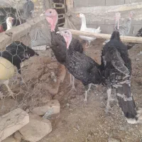 بوقلمون|حیوانات مزرعه|تربت جام, میان جام|دیوار