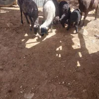 میش بره دار