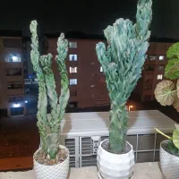 گل صخره ای زیبا