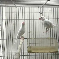 جفت فنچ نرگس