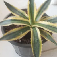 آگاو ابلق مینیاتوری|گل و گیاه طبیعی|بسطام, |دیوار