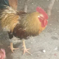 خروس جوان