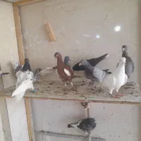 کبوتر پلاکی رنگی نر ماده|پرنده|شیراز, کرونی(خاتونک)|دیوار