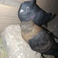 دو عدد جوجه زاغ