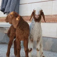 بره نر وماده عراقی جفتی ۲۳۰۰۰۰۰۰