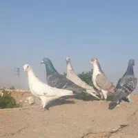 کفتر بوم