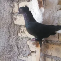 کبوتر|پرنده|مرودشت, گندم‎|دیوار