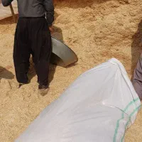 کاه گندم دیم درجه یک