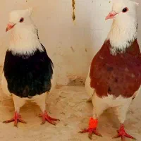 کفتر و کبوتر طوقی ساده