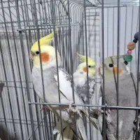 عروس هلندی|پرنده|رشت, پیرکلاچای|دیوار