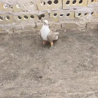 کفتر کلاغ کربلائی|پرنده|مشهد, امام خمینی|دیوار