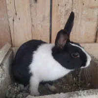 فروش خرگوش خونگی|موش و خرگوش|شاهرود, |دیوار