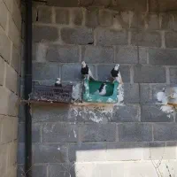 فروش کبوترطوقی|پرنده|مهر, |دیوار