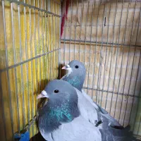 3عدد نرخرقه