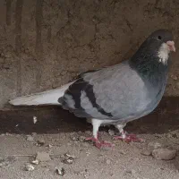 دمگیر بدرنگ خرقه سیاهپشت