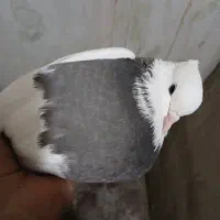 طوطی عروسک|پرنده|کرمان, |دیوار