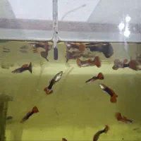 ماهی گوپی و لجنخوار