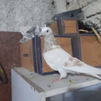 معاوضه کبوتر قناری مرغ عشق انگلیسی طوطی برزیلی|پرنده|محمدشهر, کوی بهار|دیوار