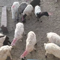 فروش تعداد 25عدد گوسفند بره