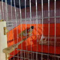 یک جفت فنچ گلدین مولد با ۶عدد تخم با یه جفت بنگالی