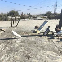 کبوتر ۱۲عددهمش فقط یک ملیون این قیمت تا پاین امروز|پرنده|دهدشت, |دیوار