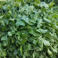 سبزی خورشی و اسفناج میدان بسیج ساعت 4|خوردنی و آشامیدنی|بم, |دیوار