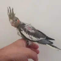 ۳ عدد عروس هلندی خاکستری ۲ ماهه
