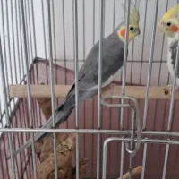 عروس هلندی جفت