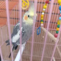 عروس سخنگونر