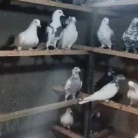 بارجدیدرسید|پرنده|کوهدشت, |دیوار