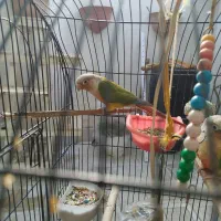 پرنده|پرنده|مشهد, اقبال|دیوار