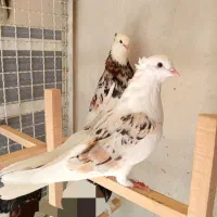 کبوتر هما