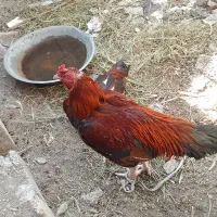 دو عدد خروس فروش فوری