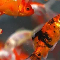 ماهی قرمز ماهی امور وکوی|ماهی|تهران, ترمینال غرب|دیوار