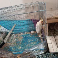 پرنده|پرنده|یاسوج, |دیوار