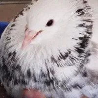 کبوتر زرین خال طلایی