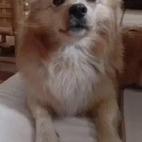 سگ اشپیتزنر