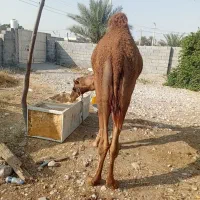 جلب.سه.سال