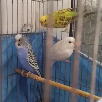 مرغ عشق دستی و سهره|پرنده|اصفهان, شاهد|دیوار